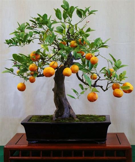 bonsai ebay|fruit bonsai products for sale .
